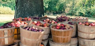 sadownictwo jabłka