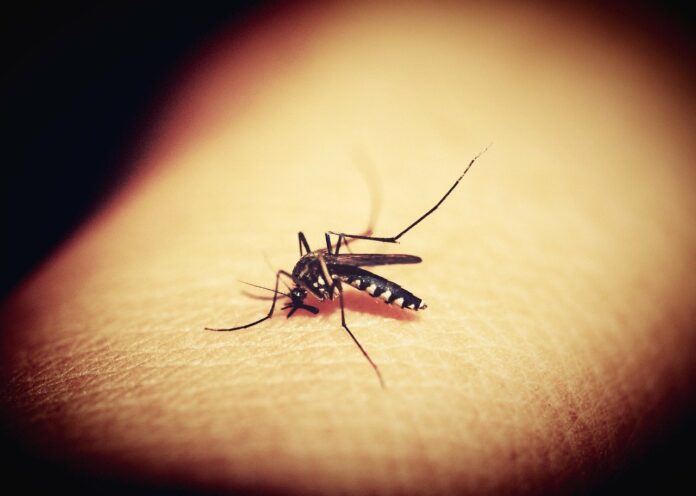 malaria komar